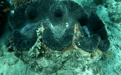 Tridacna gigas