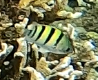 Abudefduf vaigiensis