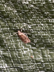 Agonopterix heracliana