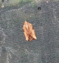 Isodemis serpentinana