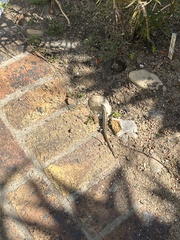 Trachylepis capensis