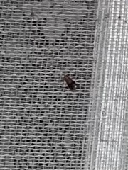 Eulogia ochrifrontella