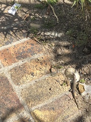 Trachylepis capensis