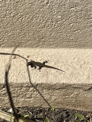 Lygodactylus capensis