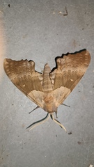 Pachysphinx occidentalis