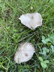 Agaricus arvensis