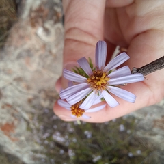 Felicia filifolia