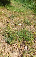 Pelargonium alchemilloides