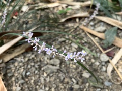 Liriope graminifolia