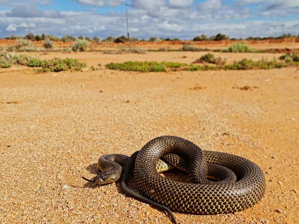 10 Facts About The Mulga Snake (Australia) – Snake Radar