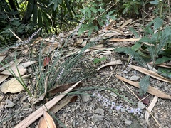 Liriope graminifolia