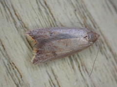 Tachystola acroxantha