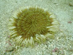 Heteractis aurora