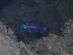 Nectamia fusca