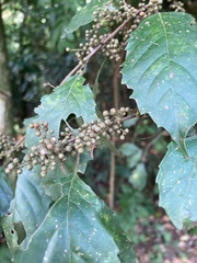 Maesa perlaria formosana