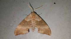 Pachysphinx occidentalis