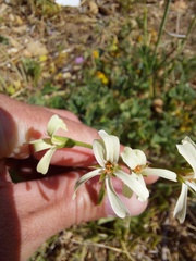 Pelargonium alchemilloides