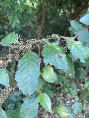 Maesa perlaria formosana