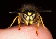 Vespula vulgaris