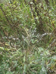 Lithospermum officinale