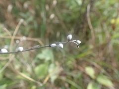 Lithospermum officinale
