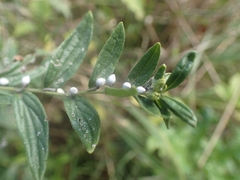 Lithospermum officinale