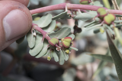 Euphorbia peplis