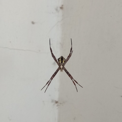 Argiope appensa