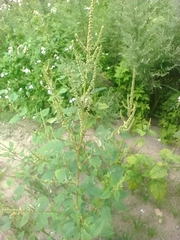 Amaranthus spinosus