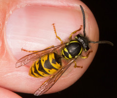 Vespula vulgaris