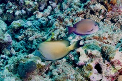 Ctenochaetus striatus