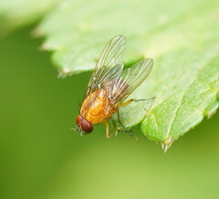 Muscidae