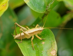 Requena baraya