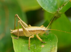 Requena baraya