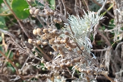 Artemisia arborescens
