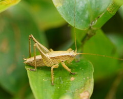 Requena baraya