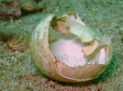 Apletodon