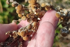 Artemisia arborescens