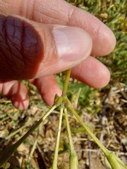 Pelargonium alchemilloides