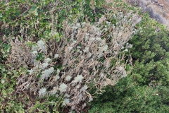 Artemisia arborescens