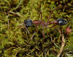 Myrmecia nigriceps