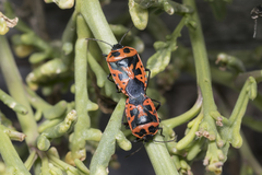 Eurydema spectabilis