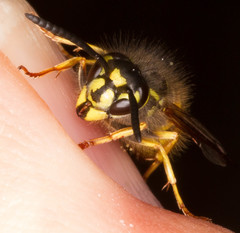 Vespula vulgaris