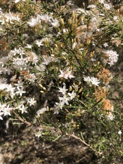 Calytrix