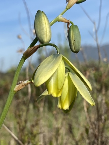 Albuca fragrans