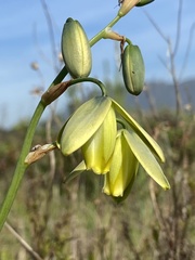 Albuca fragrans