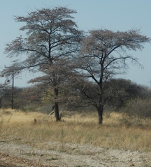 Combretum