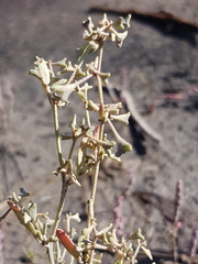 Atriplex pedunculata