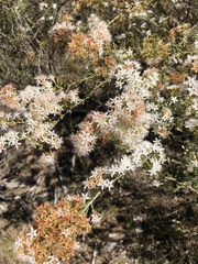 Calytrix