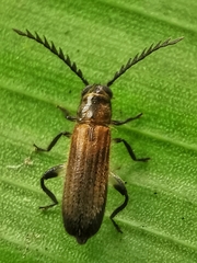 Tenerus